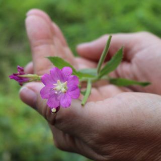 Extrakt aus den Blättern von Epilobium parviflorum